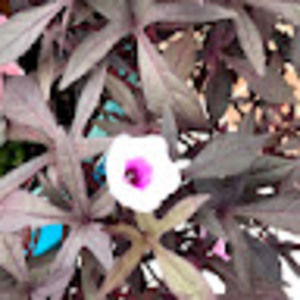 Meet your Posher, Ann